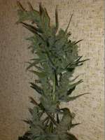 Lowlife Seeds Automatic Lemon Skunk - ein Foto von Rom4ek