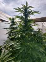 Lupos CannaSeed Bacon - ein Foto von Luposcannaseed