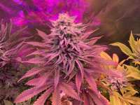 MTG Seeds Orange Creamsicle - ein Foto von IneffableDeath