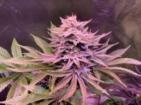 MTG Seeds Orange Creamsicle - ein Foto von IneffableDeath