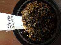 Maconha Seeds Bank Caetano Velozo - ein Foto von donaalice99