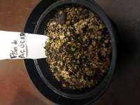 Maconha Seeds Bank Pao de Acucar - ein Foto von donaalice99