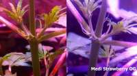 Bild von Madcat (Medi Strawberry OG)