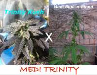 MadCat's Backyard Stash Medi Trinity - ein Foto von MadCat