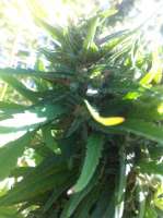 Bild von MadCat (Promiscuous Kush)