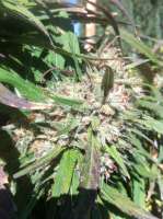 MadCat's Backyard Stash Promiscuous Kush - ein Foto von MadCat