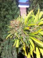 Bild von MadCat (Promiscuous Kush)