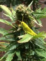 Bild von Madcat (Skywalker Kush)