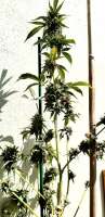 MadCat's Backyard Stash Tropical Bubba - ein Foto von MadCat