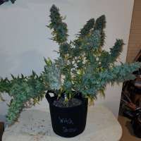 Magic Strains Witch Doctor - ein Foto von Conradthepeaceful