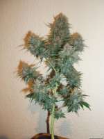 Magus Genetics Double Dutch - ein Foto von Speula