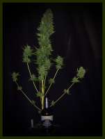 Magus Genetics Exile - ein Foto von Greenfinger