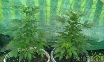 Mallorca Seeds Autozone