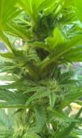 Mallorca Seeds Autozone - ein Foto von greenlights99