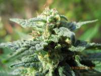 Mandala Seeds Fruitylicious - ein Foto von guerillagrower