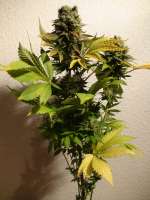 Mandala Seeds Ganesh - ein Foto von BlueBird