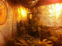 Mandala Seeds Hashberry - ein Foto von FourTwenty