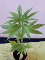 Mandala Seeds Mandala #1 - ein Foto von mrnicex