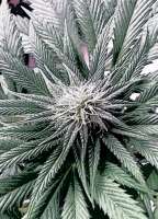 Mandala Seeds Satori - ein Foto von bluebuddha