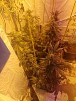 Mandala Seeds White Satin - ein Foto von Weed420Haze