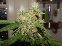 Mandala Seeds White Satin - ein Foto von Wojosa