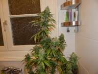 Mandala Seeds White Satin - ein Foto von Wojosa