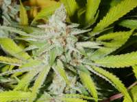 MassMedicalStrains Prayer Pupil - ein Foto von pupilfam