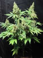 Mc Nizzle Seeds Silver Princess Mc Jaggen - ein Foto von cbeed