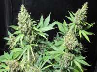 Mc Nizzle Seeds Silver Princess Mc Jaggen - ein Foto von cbeed