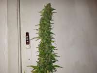 Medical Seeds Co. 2046 - ein Foto von iMp0SiBoL