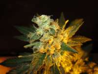 Medical Seeds Co. Channel+ - ein Foto von Misterreggae