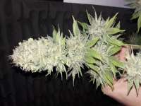 Medical Seeds Co. Devil Fruit - ein Foto von whiteyb