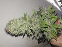 Medical Seeds Co. Devil Fruit - ein Foto von whiteyb