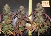 Medical Seeds Co. Mendocino Purple Kush - ein Foto von Mowgli