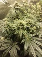 Bild von DannyG (Mendocino Purple Kush)