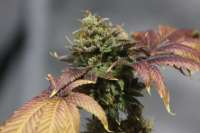 Medical Seeds Co. Prozack - ein Foto von 113lab