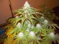 Bild von WhiteyB (Sour Diesel)