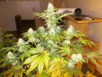 Bild von WhiteyB (Sour Diesel)