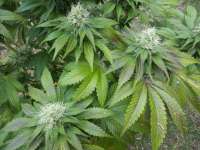 Bild von WhiteyB (Sour Diesel)