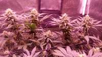 Medical Seeds Co. Y Griega - ein Foto von Hodie