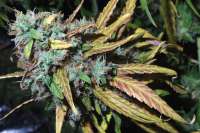 Medicann Seeds Mazari Grape - ein Foto von Ramiro