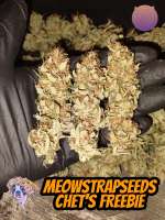 Meows Trap Seeds Chets Freebie - ein Foto von 420meowmeowmeow