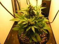 Mephisto Genetics Auto Blues - ein Foto von 420BayLee