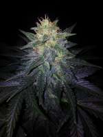 Bild von MedicGrower (Deep Blue C)