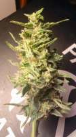 Mephisto Genetics Sour Hound - ein Foto von ChefDref1385