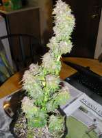 Mephisto Genetics Toof Decay - ein Foto von 420BayLee