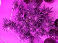 Bild von Jcoomz (Auto Blue Amnesia)