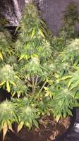 Ministry of Cannabis Auto White Widow - ein Foto von smallgrow