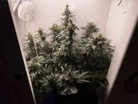 Bild von pdxgrow (Big Bud)