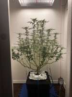 Bild von pdxgrow (Big Bud)